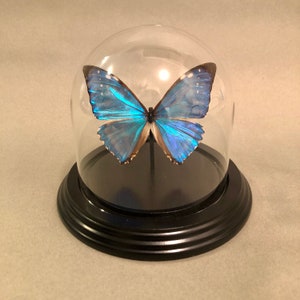 May include: A blue Morpho butterfly specimen displayed under a glass dome on a black wooden base.