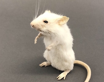 Taxidermy White Mouse Plain Standing Upright on Hind Legs