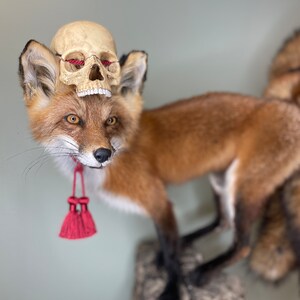 May include: A taxidermied red fox with a skull resting on its head. The skull has red string in the eye sockets. A red tassel hangs from the fox's neck. The fox is mounted on a stone-like base.