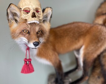 Kitsune Fox Taxidermy Japanese Yokai Folklore Nine Tails Human