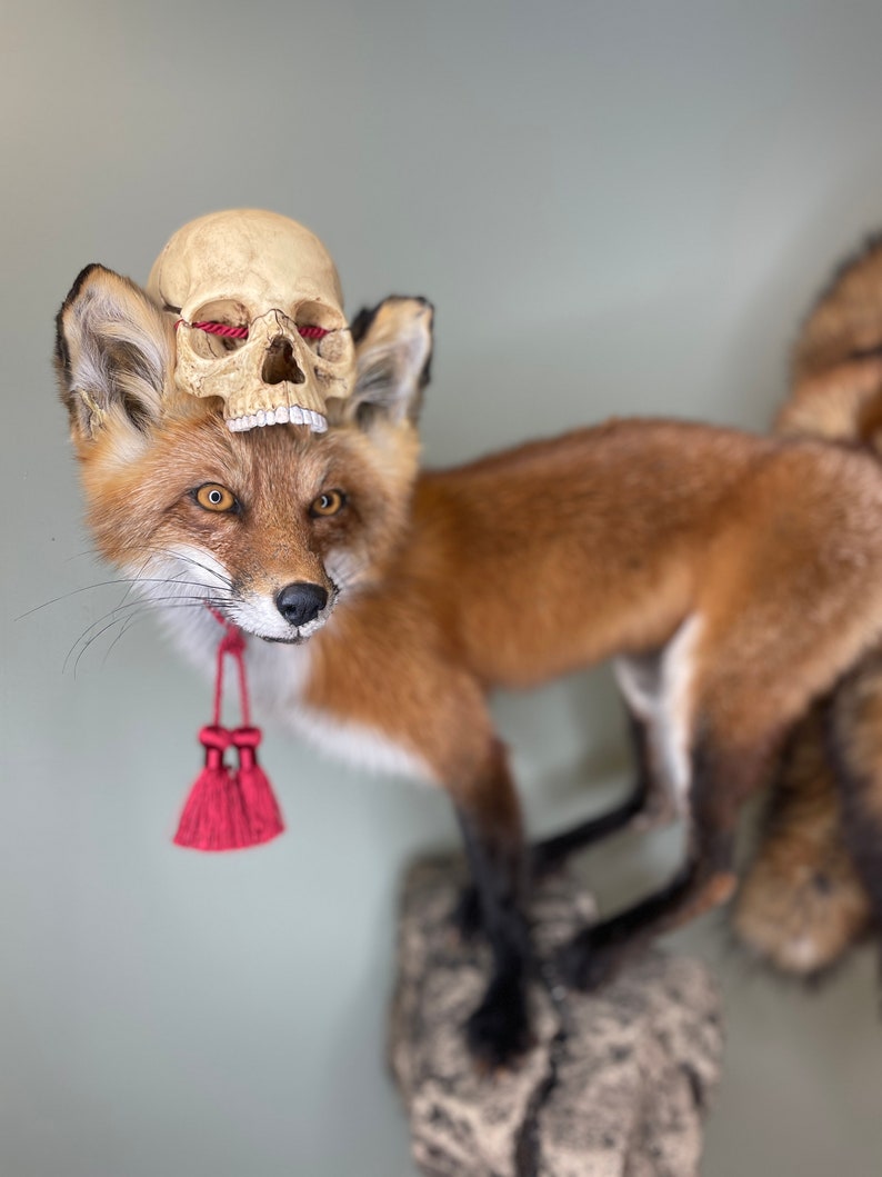 May include: A taxidermied red fox with a skull resting on its head. The skull has red string in the eye sockets. A red tassel hangs from the fox's neck. The fox is mounted on a stone-like base.