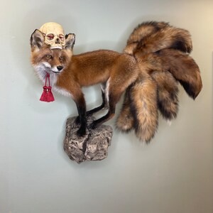 May include: A taxidermied fox with multiple tails, mounted on a rock. The fox has reddish-brown fur and a skull resting on its head. A red tassel hangs from its neck. The fox is posed as if walking.