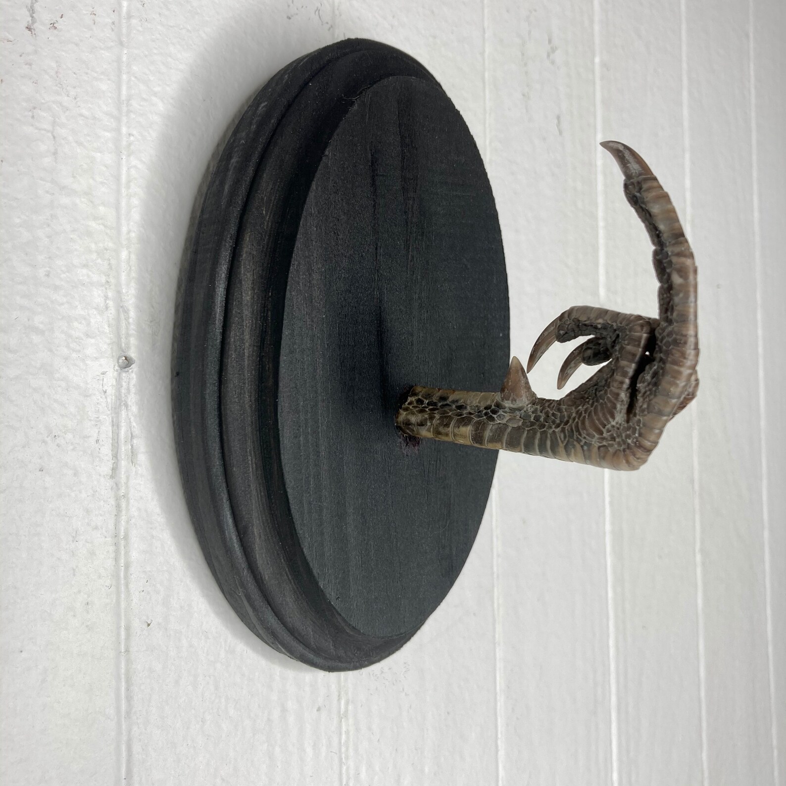 Taxidermy Middle Finger THE BIRD Pheasant Black Wood Wall Etsy