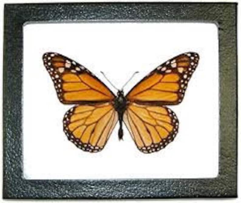 Taxidermy Monarch Butterfly Pinned and Mounted in Riker Etsy