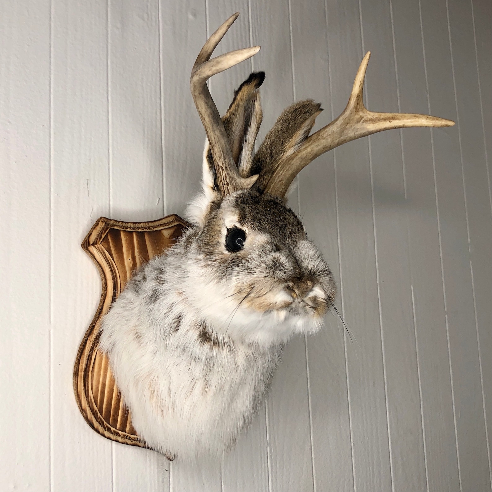 Taxidermy Jackalope on Traditional Wood Plaque Etsy