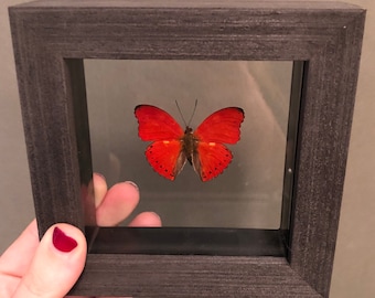 Real Red Glider Butterfly in Gray or Black Wood Frame