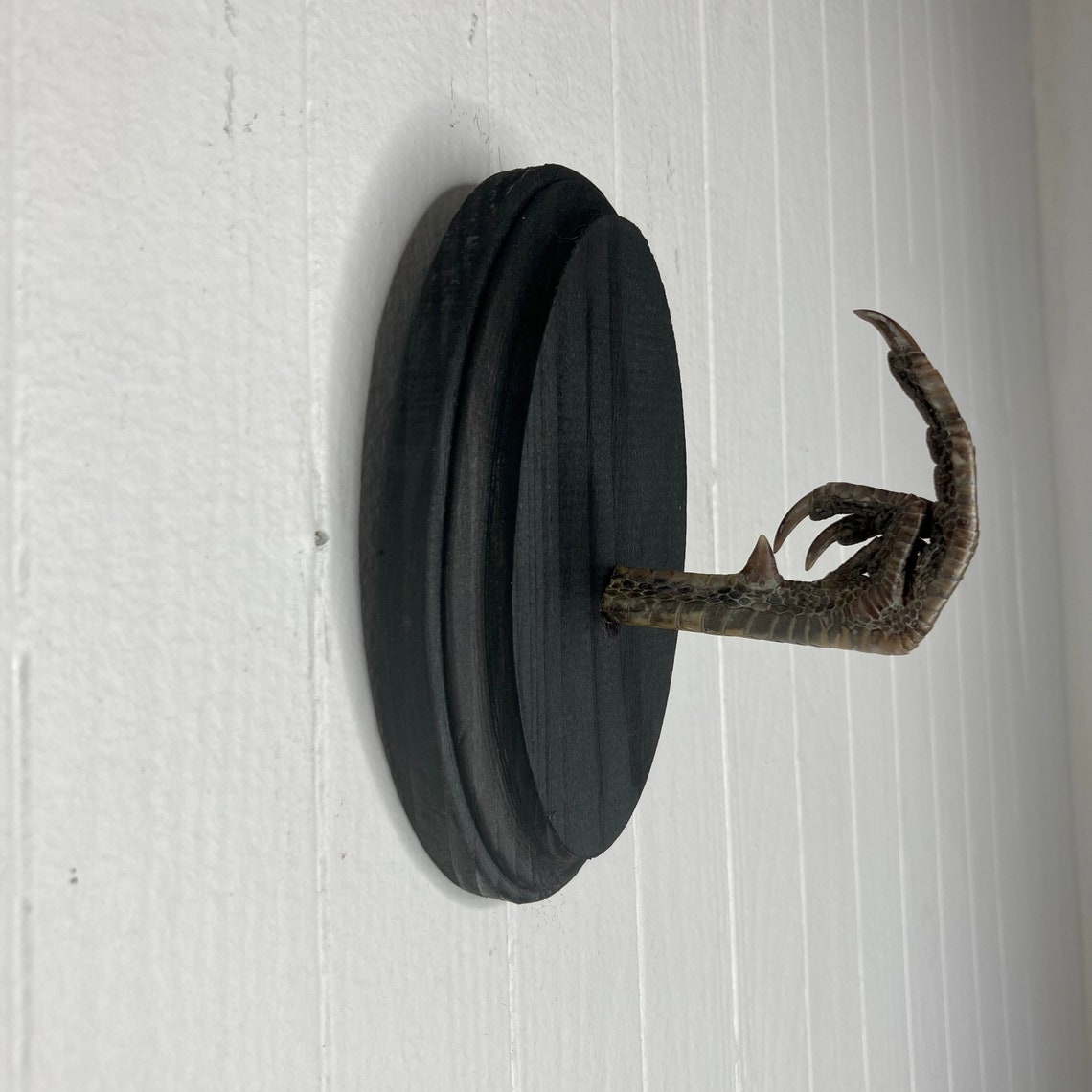 Taxidermy Middle Finger THE BIRD Pheasant Black Wood Wall Etsy