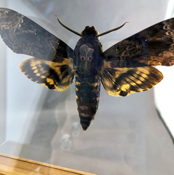 DEATH/'S HEAD HAWK MOTHS THREE 3 A1 UNMOUNTED SPECIMENS