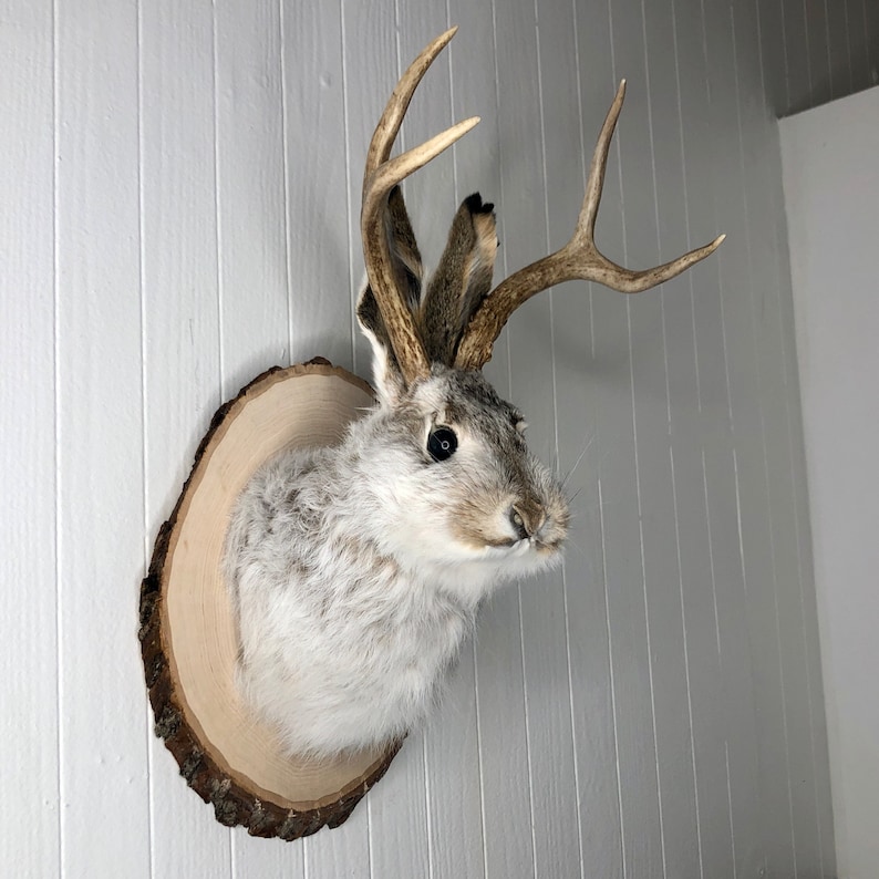May include: A mounted jackrabbit head with antlers on a wooden plaque. The jackrabbit has a white and gray fur coat and black eyes.