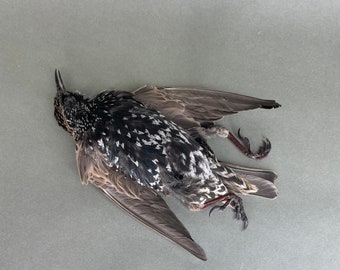 Taxidermy Starling Dead Mount Bird Prop