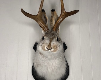 Taxidermy Jackalope on Traditional Black Wood Plaque