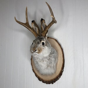 May include: A taxidermied jackrabbit with antlers mounted on a wooden plaque. The rabbit is gray and white with brown eyes and a long nose. The antlers are brown and have a natural curve.