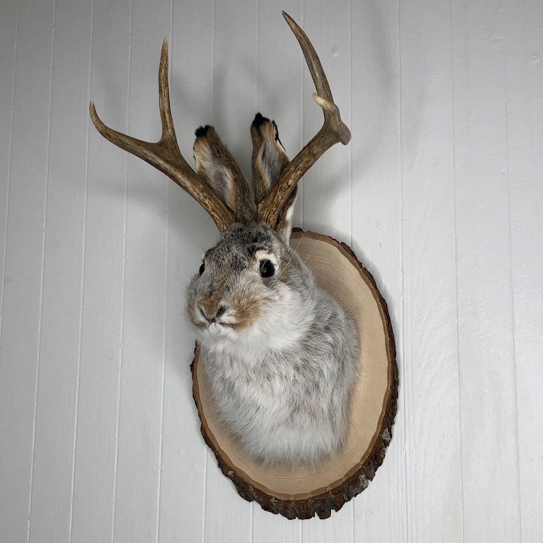 May include: A taxidermied jackrabbit with antlers mounted on a wooden plaque. The rabbit is gray and white with brown eyes and a long nose. The antlers are brown and have a natural curve.