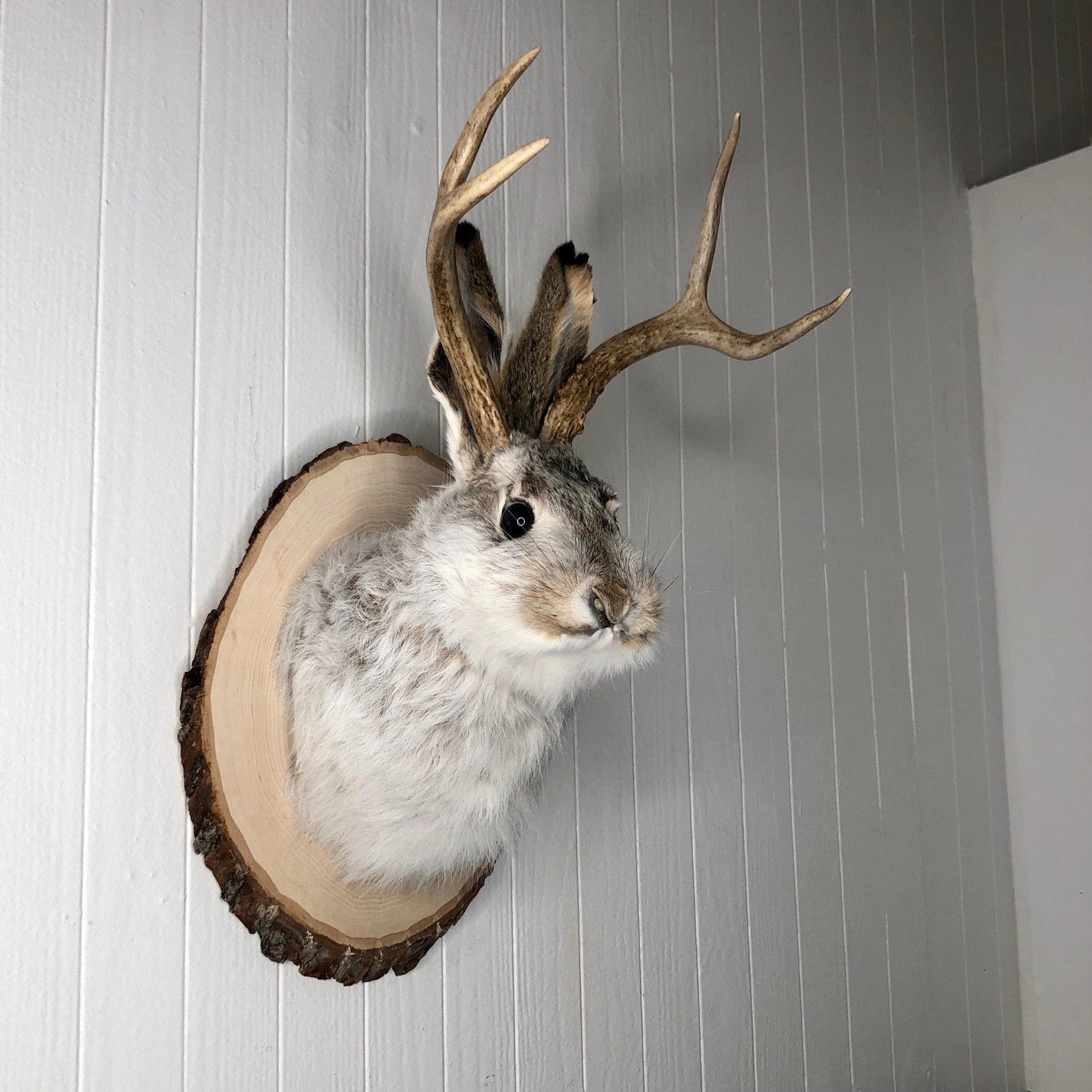 Taxidermy Jackalope on Rustic Wood Slab Etsy