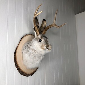 May include: A taxidermied jackrabbit with antlers mounted on a wooden plaque. The jackrabbit has a white and gray coat and is looking to the right.