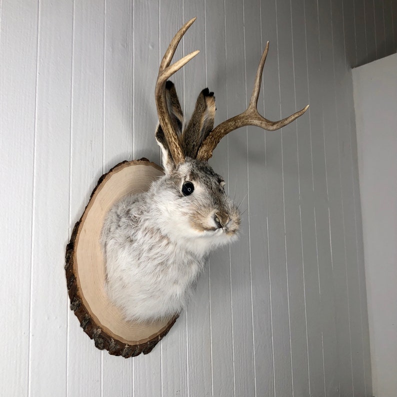 May include: A taxidermied jackrabbit with antlers mounted on a wooden plaque. The jackrabbit has a white and gray coat and is looking to the right.
