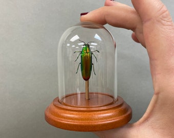 Real Green Jewel Beetle in Glass Dome