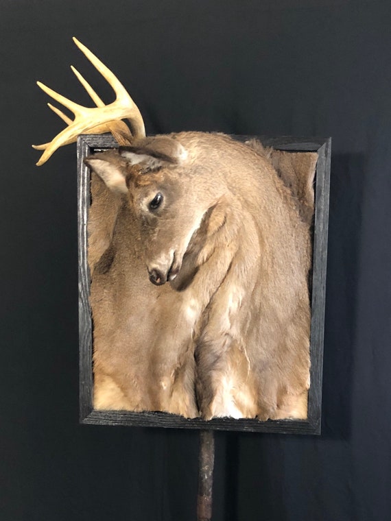 Taxidermy Supplies   Forum