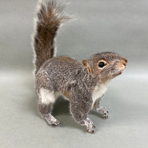 Taxidermy Squirrel Etsy