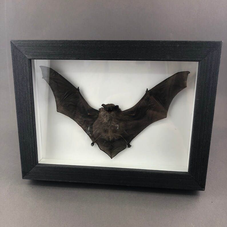Taxidermy Bat in Black Frame Etsy