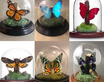 Real Butterflies in Bell Jar