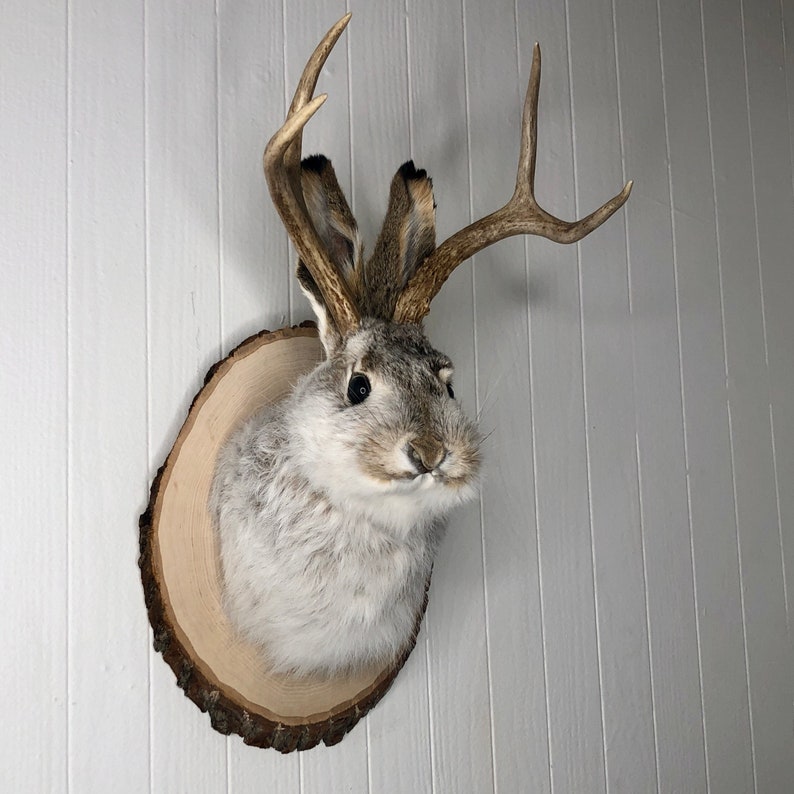 May include: A taxidermied jackrabbit with antlers mounted on a wooden plaque. The rabbit is gray and white with brown eyes. The antlers are brown and have a natural finish.