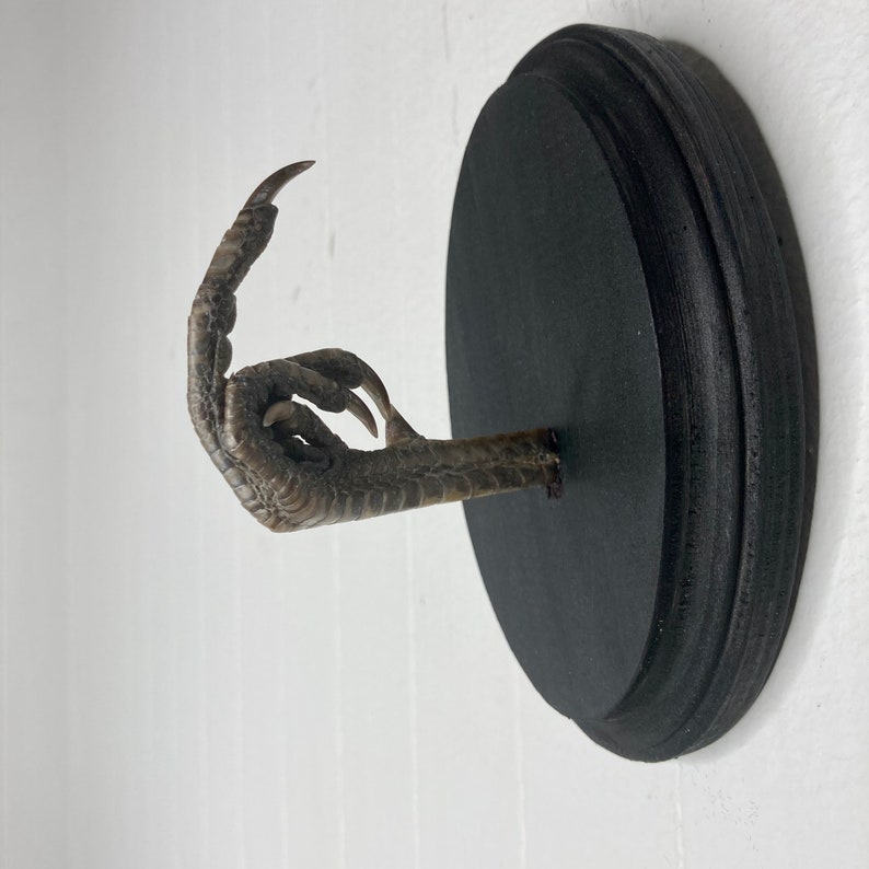 Taxidermy Middle Finger THE BIRD Pheasant Black Wood Wall Etsy
