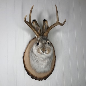 May include: A taxidermied jackrabbit with antlers mounted on a wooden plaque. The rabbit is gray and white with a fluffy tail.