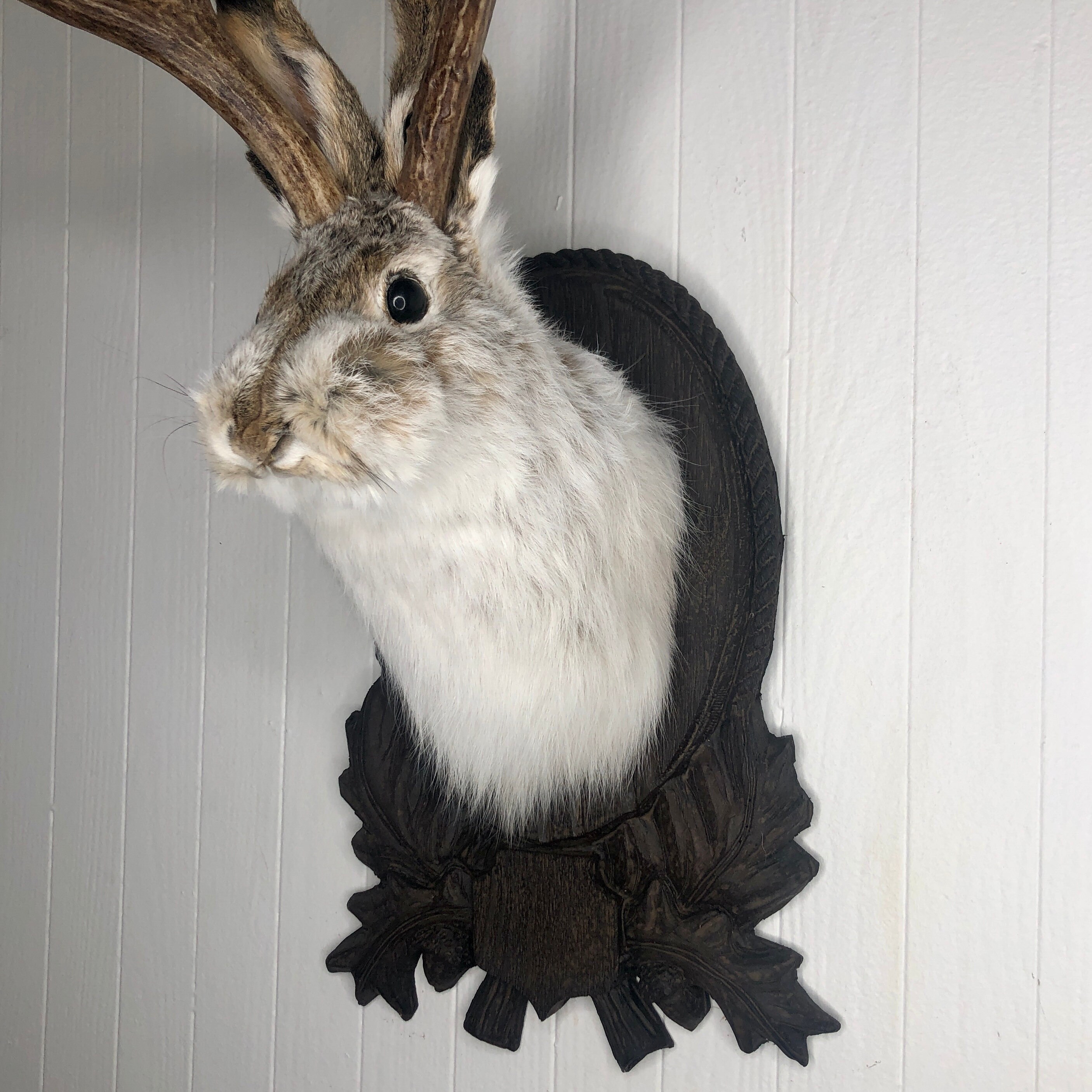 Used Wood Plaque for Taxidermy