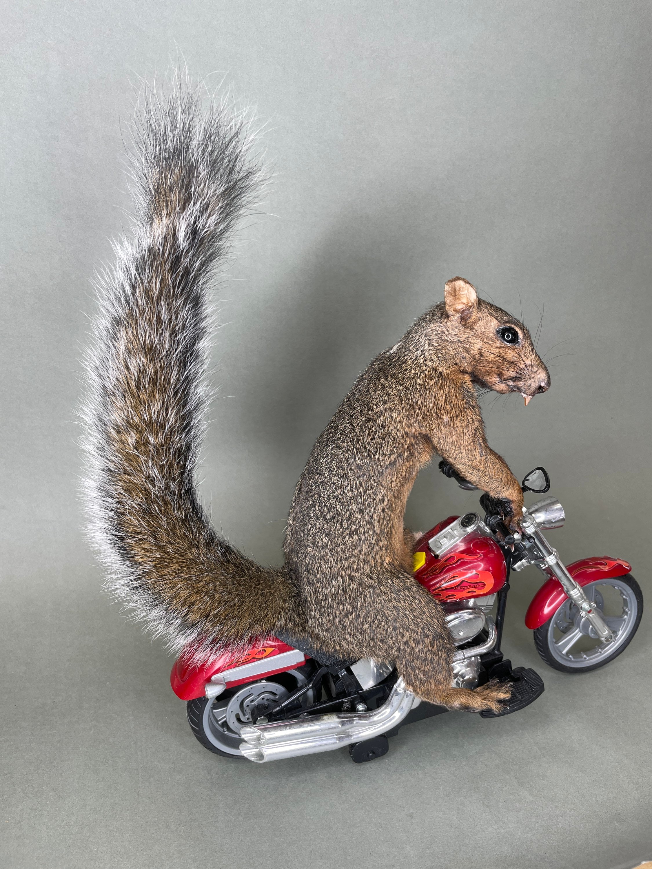 Squirrel Riding Motorcycle Taxidermy Squirrel Riding Motorcycle Harley Davidson - Etsy
