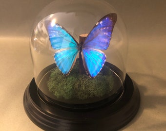 Real Blue Morpho Butterfly in Glass Dome