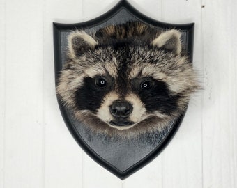 Taxidermy Raccoon Shoulder Head Wall Mount