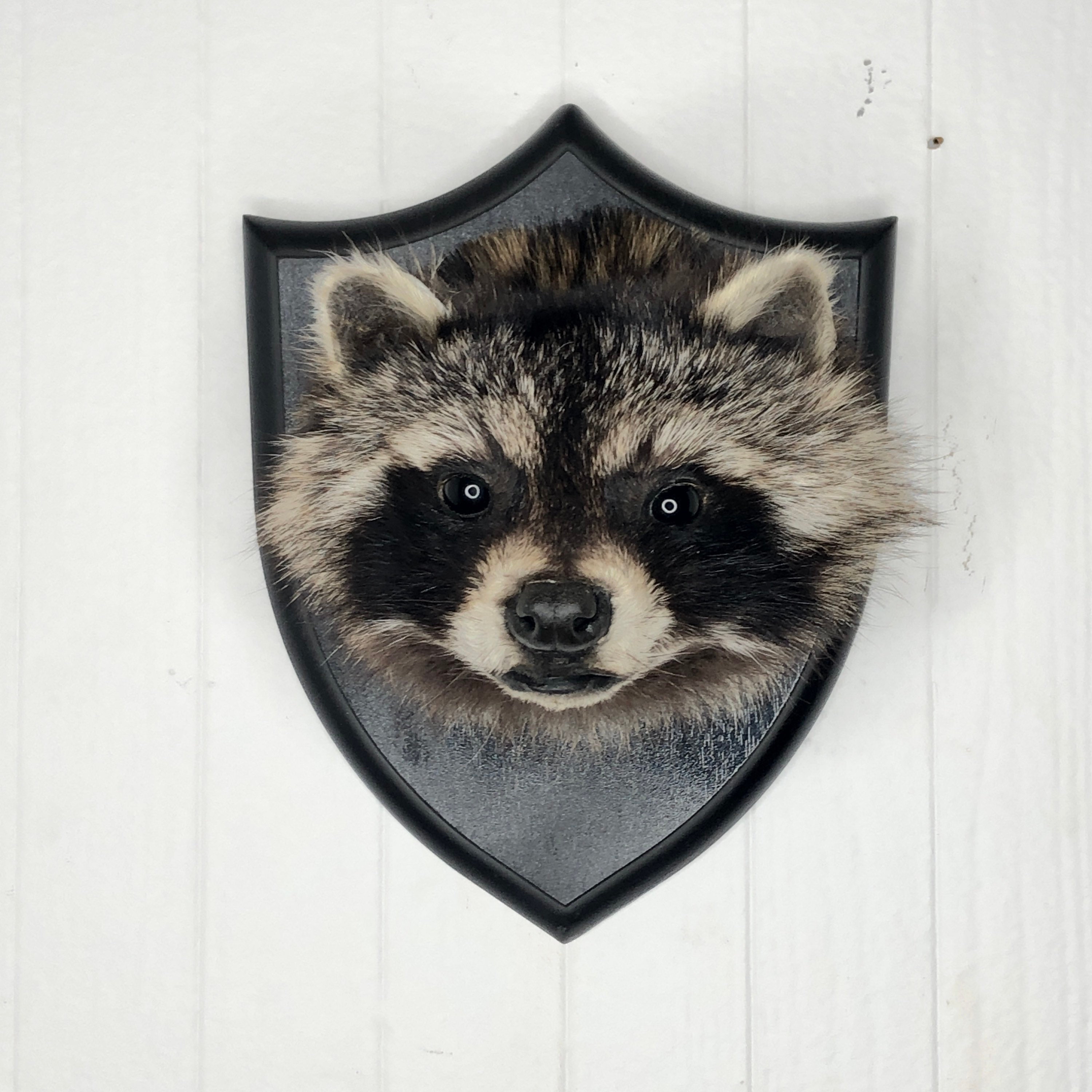 輝く高品質な Wall Head Shoulder Raccoon Taxidermy Mount Etsy - その他