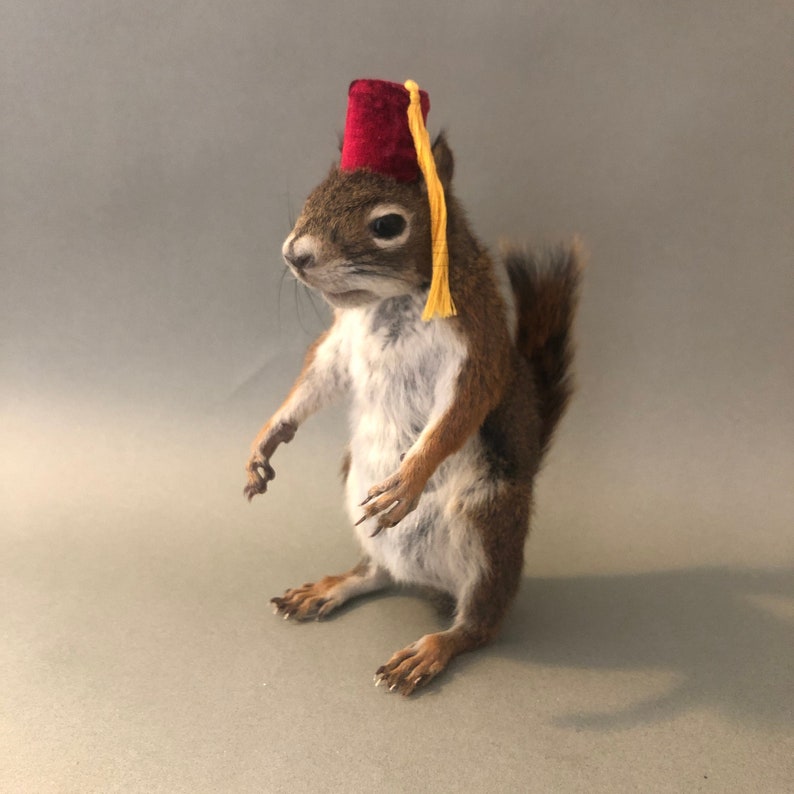 Taxidermy Squirrel with Fez Etsy