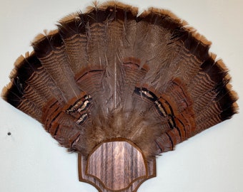 Taxidermy Turkey Tail Wall Mount