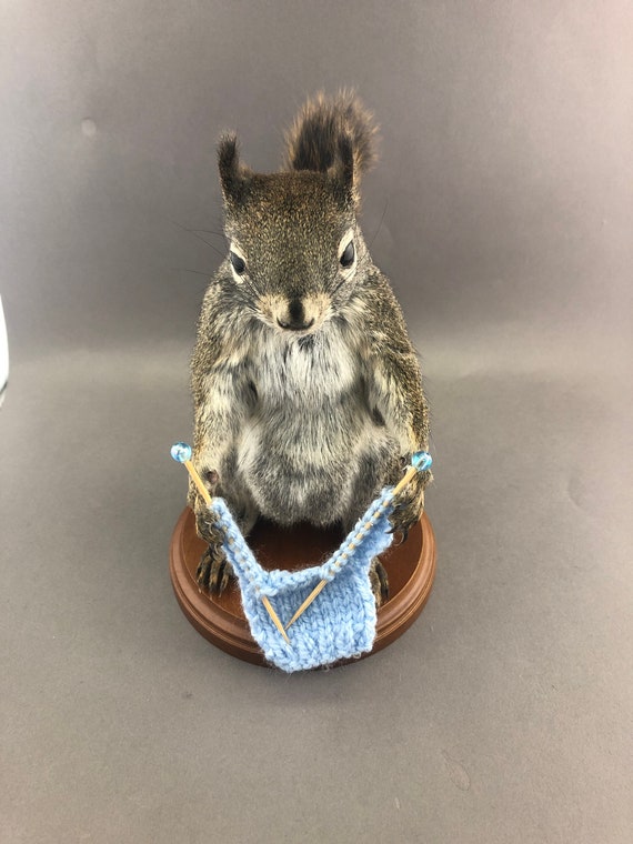 taxidermy stuffed squirrel