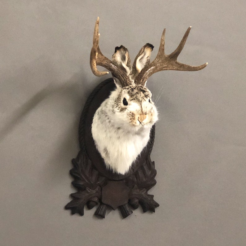 Taxidermy Jackalope on German Carved Plaque Etsy