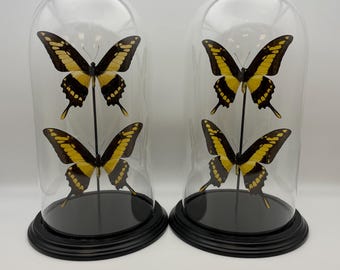 XL 12" Real Butterflies Glass Dome Yellow Black Bell Jar Black Wood Base