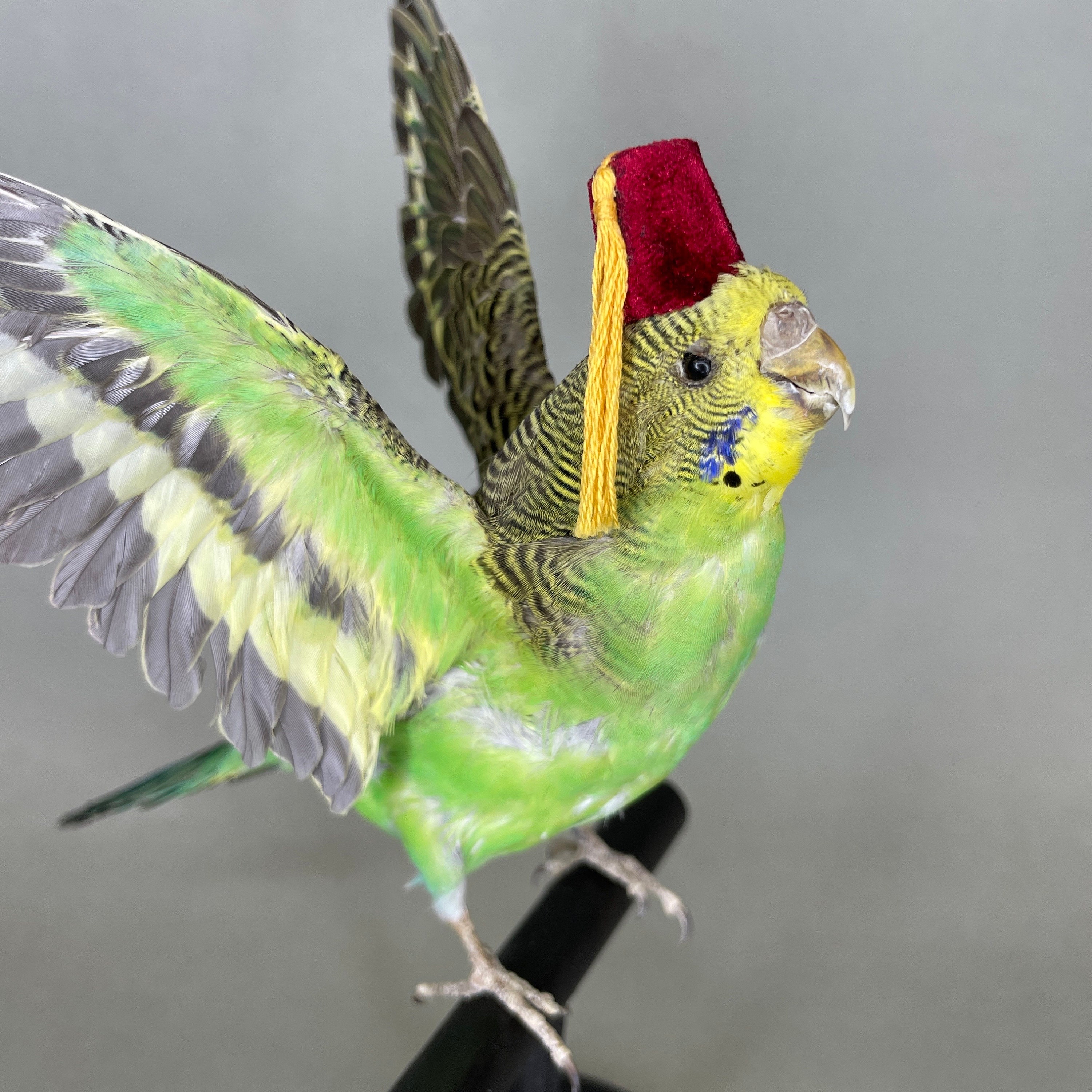 Exotic wings and things birds hotsell for sale