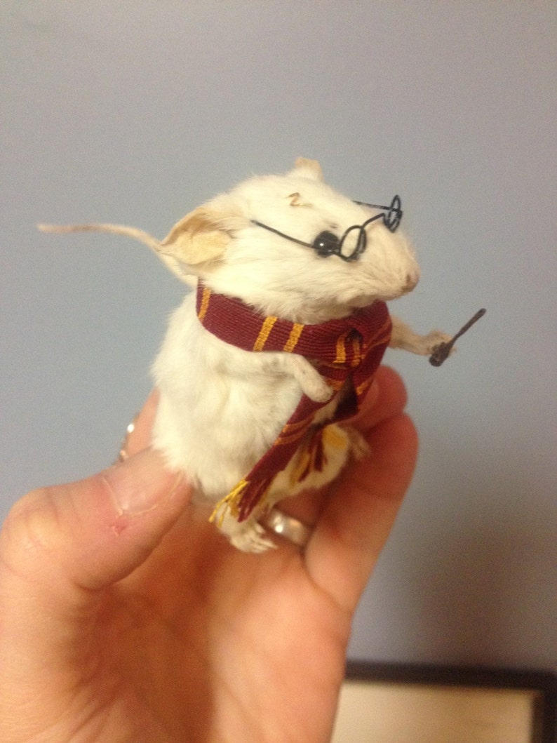 Taxidermy Harry Potter Mouse Anthropomorphic Taxidermy Etsy