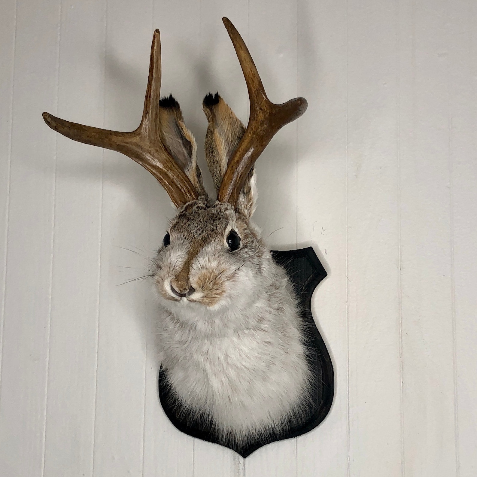 Taxidermy Jackalope on Traditional Black Wood Plaque Etsy
