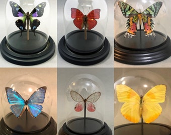 Real Butterflies in Bell Jar