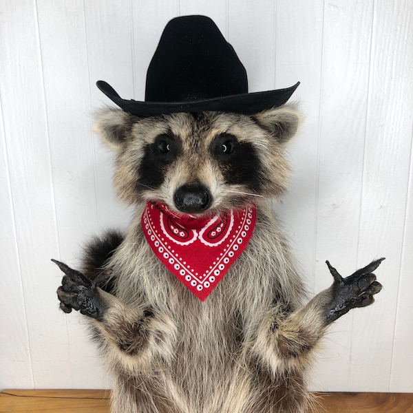 Taxidermy Raccoon Cowboy Finger Guns Outlaw