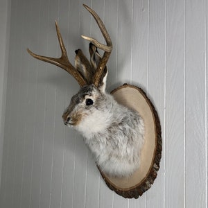 May include: A white and gray rabbit taxidermy mount with antlers on a wooden plaque.