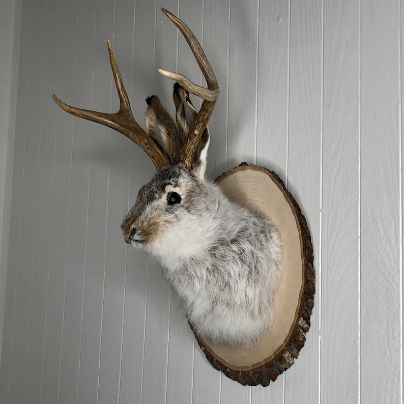 May include: A white and gray rabbit taxidermy mount with antlers on a wooden plaque.