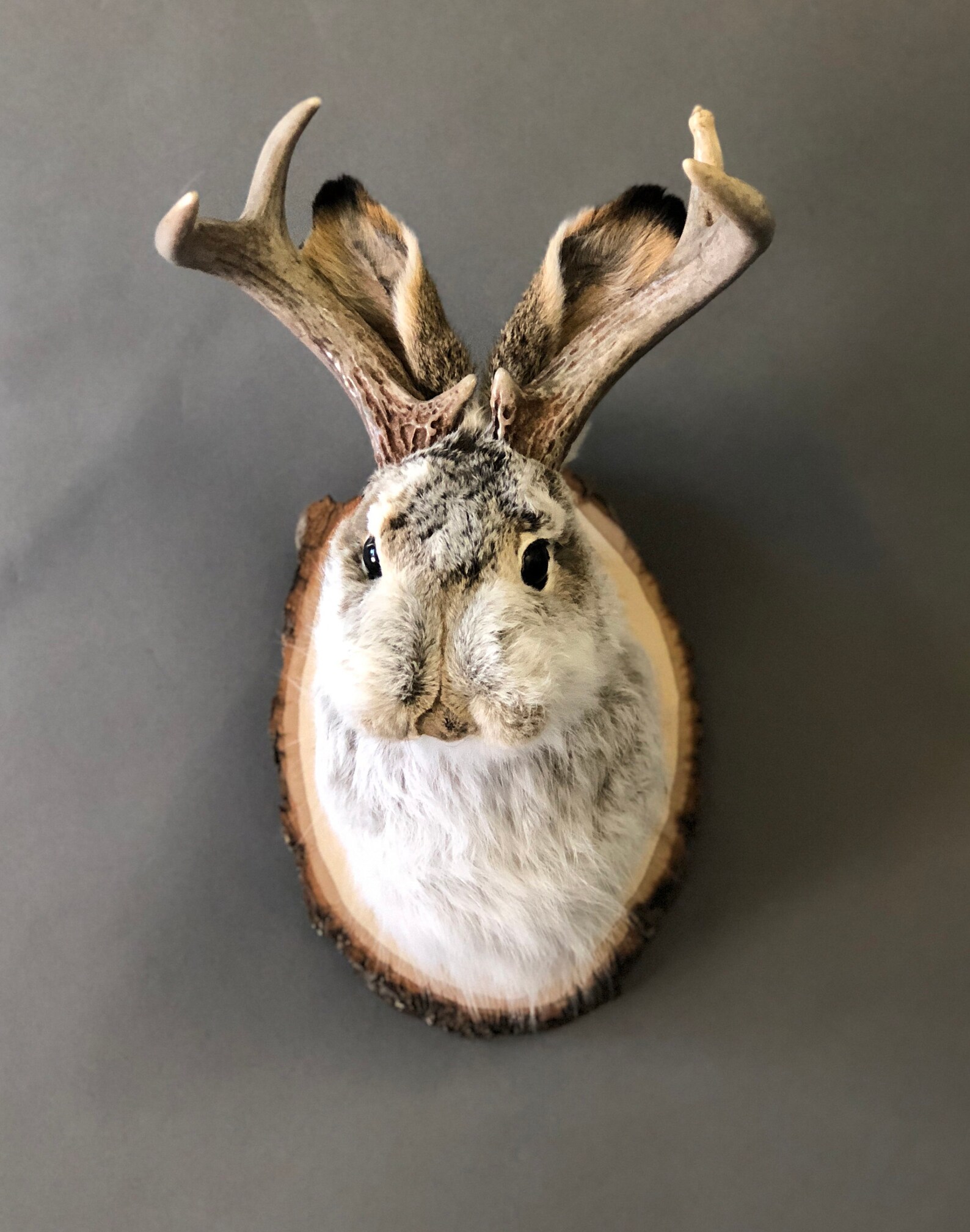 Taxidermy Jackalope Etsy