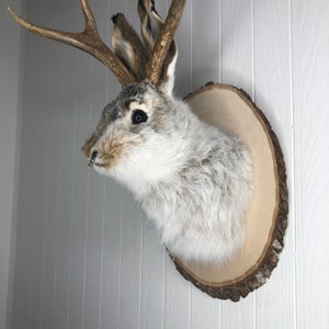 May include: A white rabbit taxidermy mount with antlers on a wooden plaque. The rabbit has a fluffy white coat and black eyes.