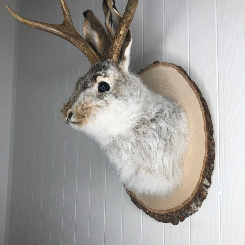May include: A white rabbit taxidermy mount with antlers on a wooden plaque. The rabbit has a fluffy white coat and black eyes.