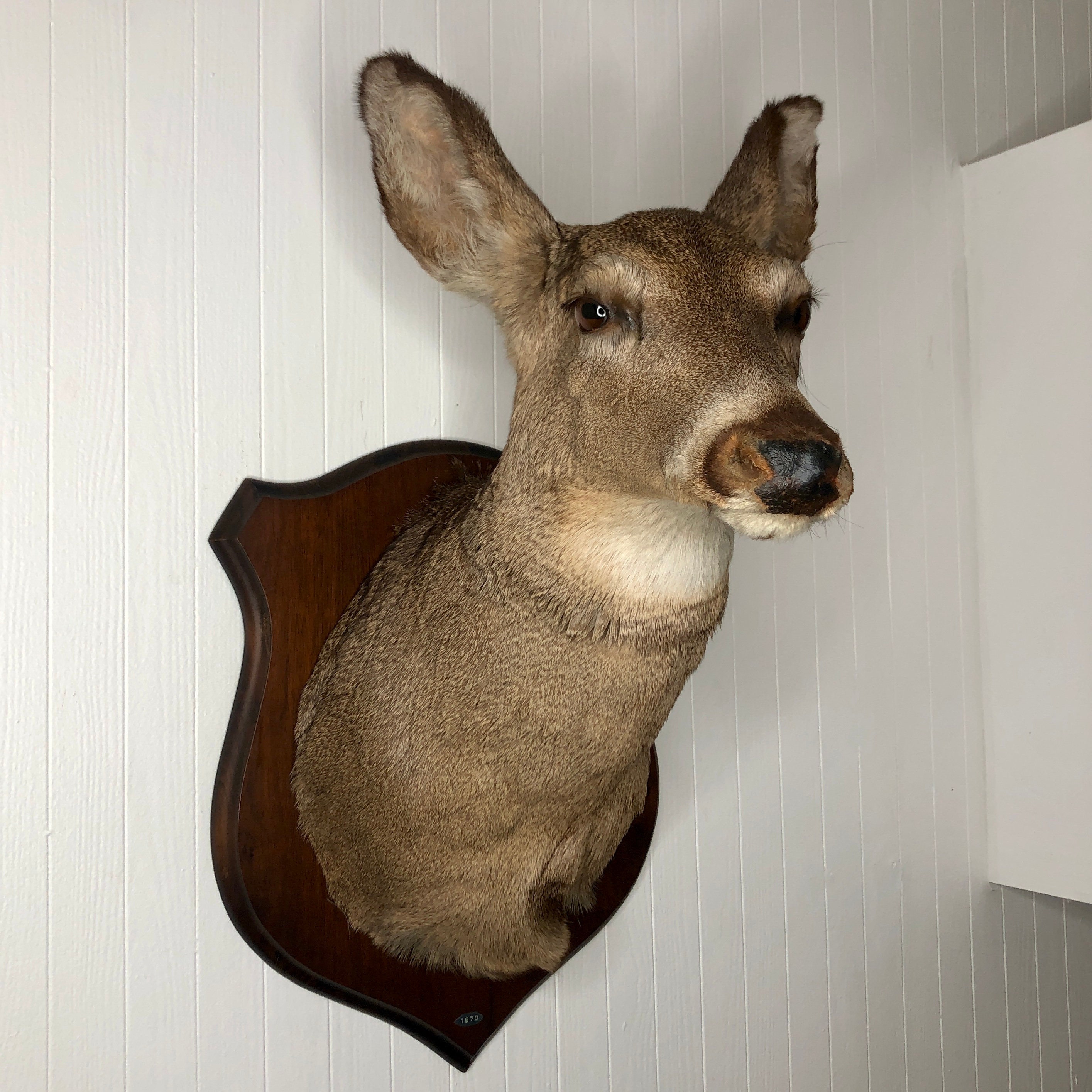 NYC PICKUP ONLY Taxidermy Deer Doe Head Vintage | Etsy