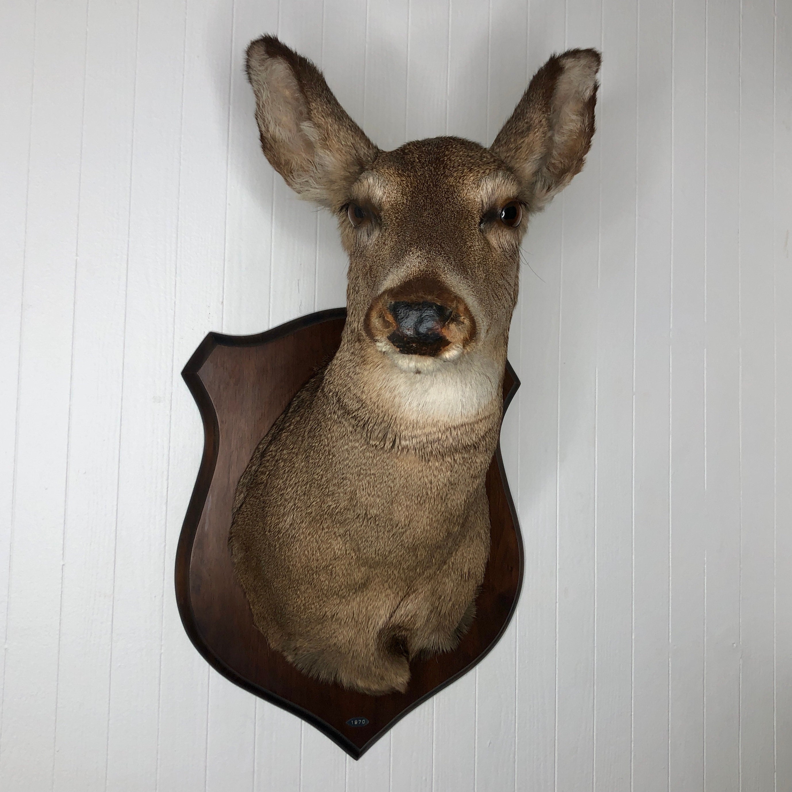NYC PICKUP ONLY Taxidermy Deer Doe Head Vintage | Etsy